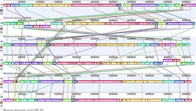 Complete Genome Sequences of One Prodigiosin-Producing Serratia marcescens Strain ZPG19